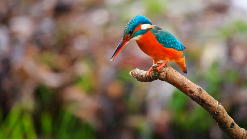 Header of kingfisher