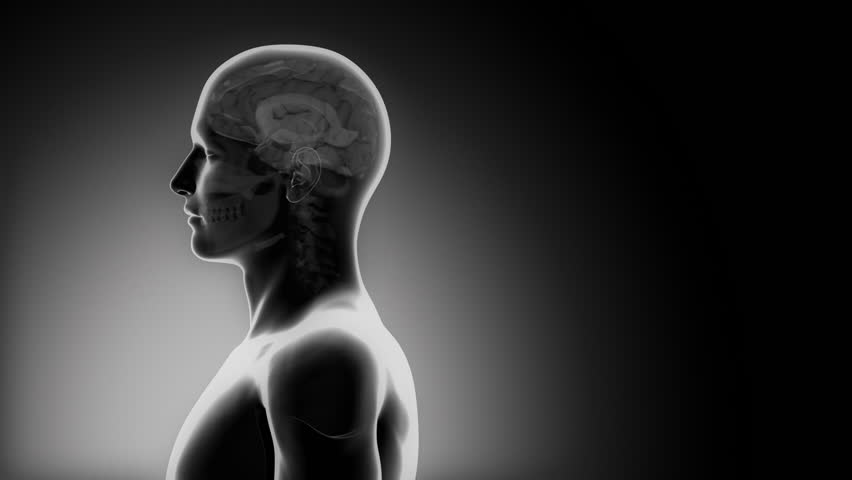 Header of cerebrum