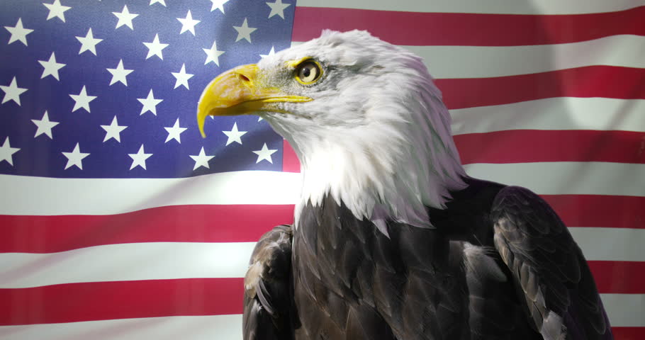 National Bird Of The Usa