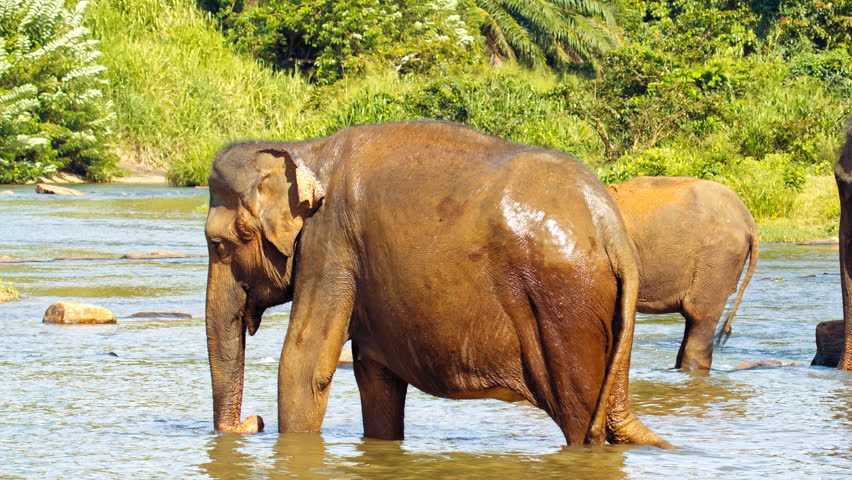 Asian Elephants Drinking Water with Stock Footage Video (100% Royalty ...