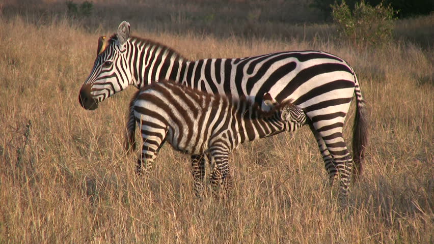 Baby Zebra Tries To Drink Milk From Mother. Stock Footage Video 4921007