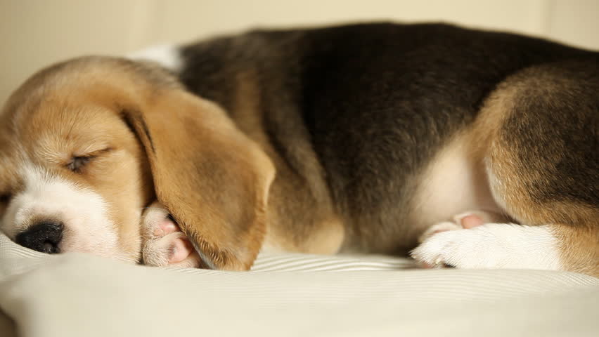 beagle sofa