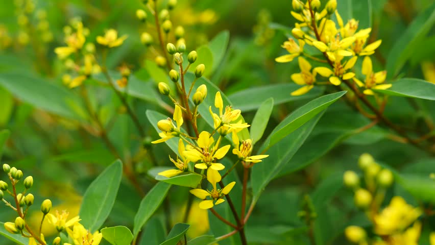 Macro Flowers In New Jersey Summer Tiny Yellow During Small Yellow Flowers In Green Leaves Background 4k Stock Video Clip