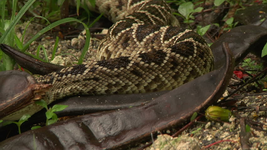 Header of rattler
