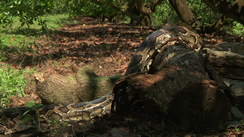 Python Eats Rat In Swamp Stock Footage Video 1392562 | Shutterstock