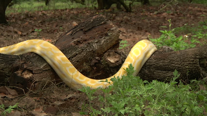 Albino Burmese Python slithering image - Free stock photo - Public ...