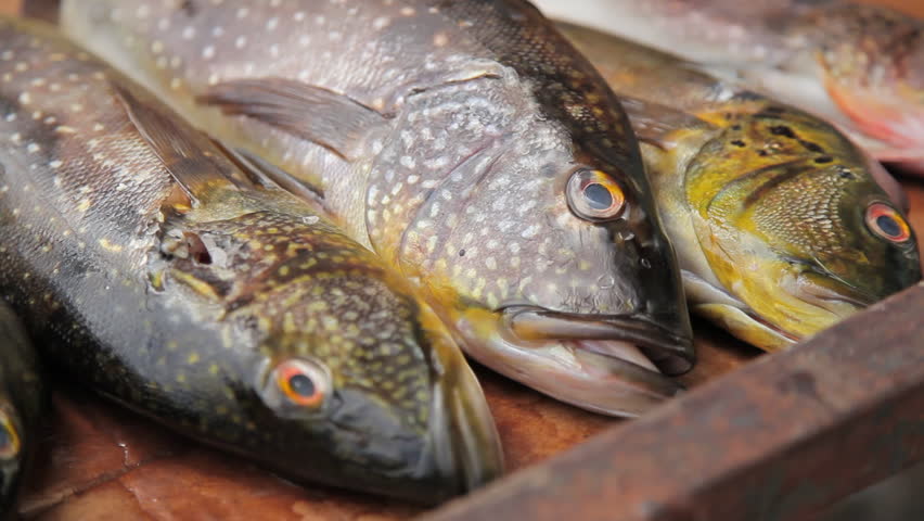 Bunch Of Live Freshwater Fish, Slow Motion 3 Stock Footage ...