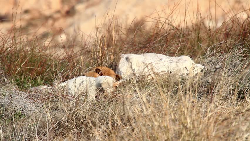 download feral dogs for free download feral dogs for free