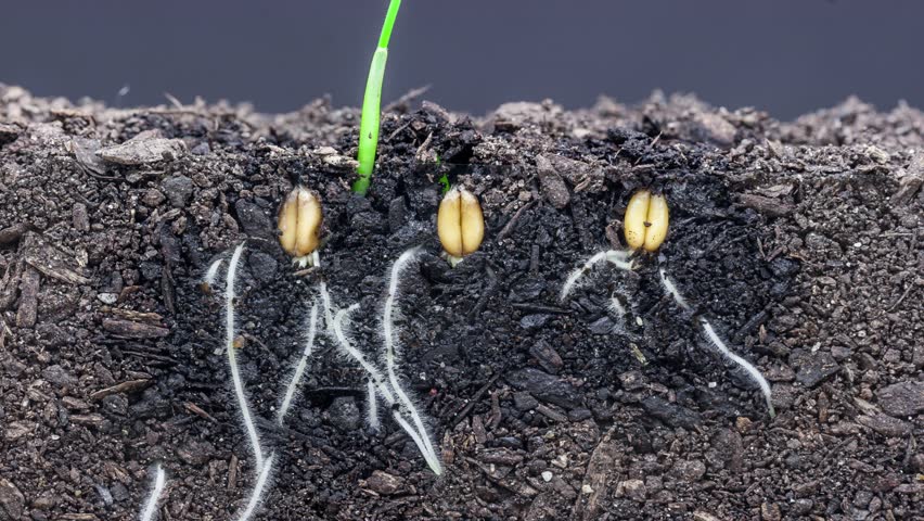 4k Timelapse Video Of A Grain Seed Growing From Soil, Underground And 