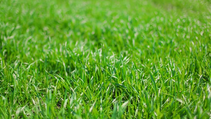 Lush Green Grass Blowing In The Wind Stock Footage Video 1126708 ...