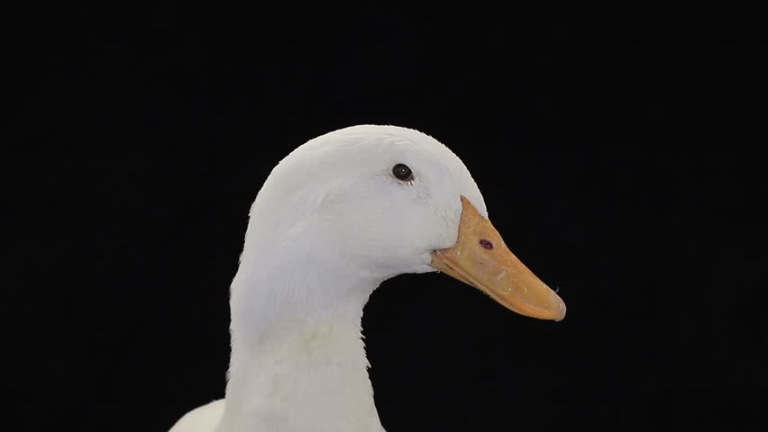 Stock video of portrait duck on a black background | 14160359 | Shutterstock