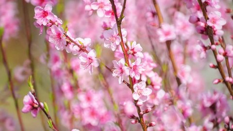 kirsebær blossoms dating site