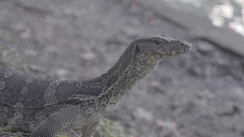 Monitor Lizard Standing Walking 169 Anamorphic Stock Footage Video (100%  Royalty-free) 14382319 | Shutterstock