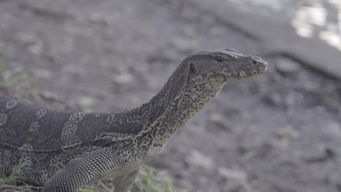 Monitor Lizard Standing Walking 169 Anamorphic Stock Footage Video (100% Royalty-free) 14382319 | Shutterstock Monitor Lizard Standing Walking 169 Anamorphic Stock Footage Video (100% Royalty-free) 14382319 | Shutterstock