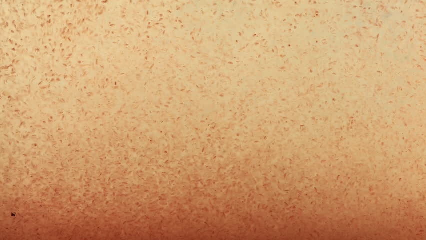 Header of moina