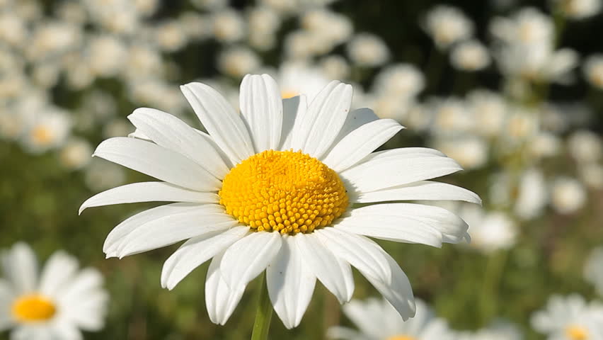 Daisy Stock Footage Video (100% Royalty-free) 1442299 | Shutterstock
