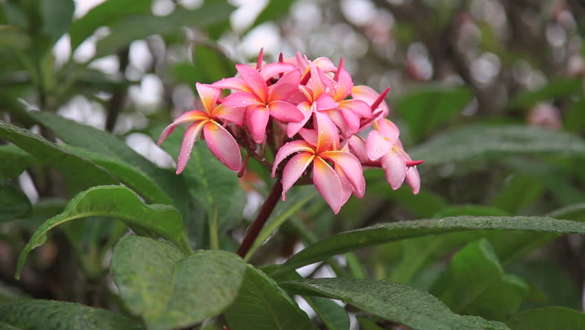 Plumeria Rubra Is A Deciduous Plant Species Belonging To The Genus ...