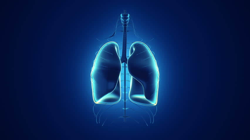 Abstract Background With Animation Of Rotation Realistic Human Lungs ...