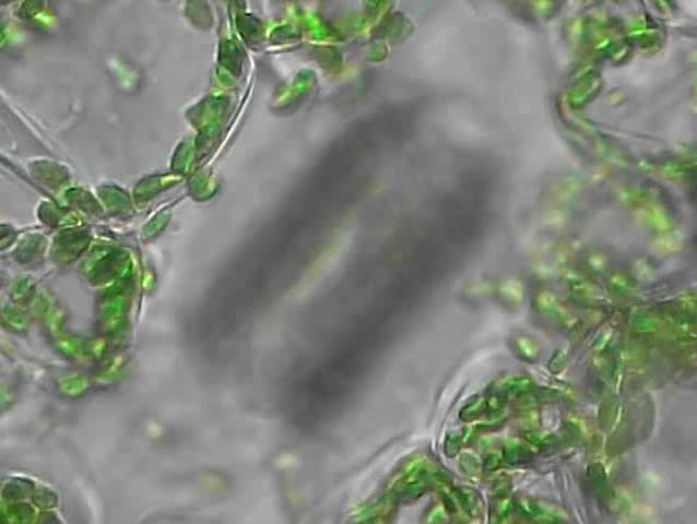 Header of stoma