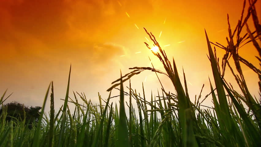 Sparkling Sun Rays Over Rice Farm Stock Footage Video (100% Royalty-free)  15151009 | Shutterstock