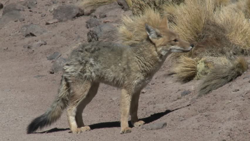 A Desert Fox in the Stock Footage Video (100% Royalty-free) 1517299