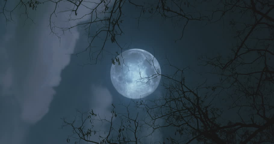 Moon Forest Stock Footage Video | Shutterstock