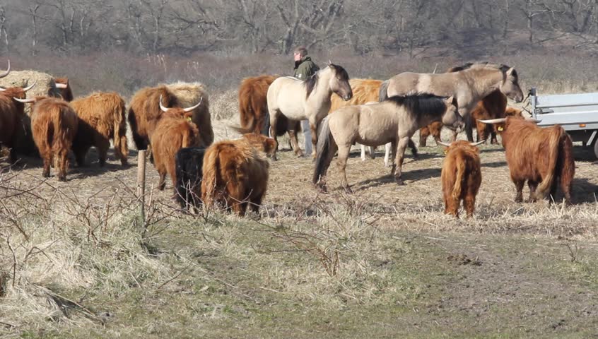 running sheep with cattle running sheep with cattle