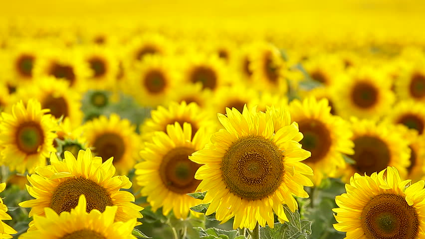 Sunflower Field, Backlit. Closeup Stock Footage Video (100 ...