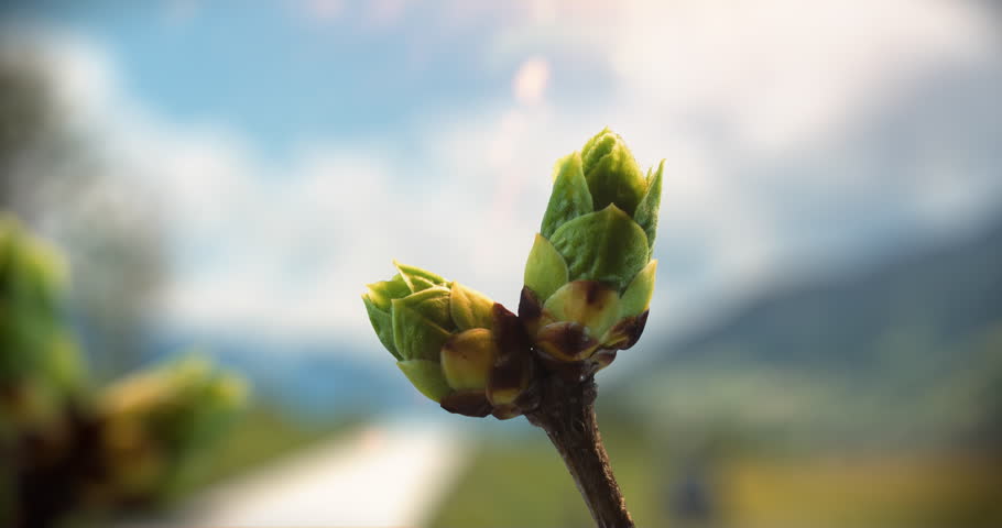buds and buds 