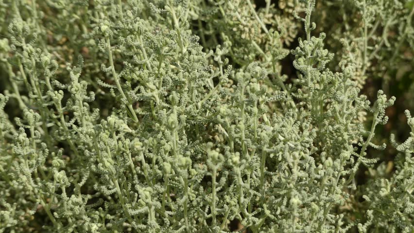 Stock Of Santolina Chamaecyparissus Cotton Lavender Stock Of Santolina Chamaecyparissus Cotton Lavender Is 16267519 Shutterstock