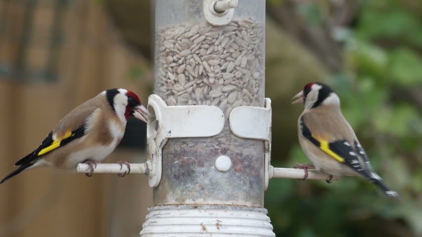 Carduelis Carduelis On A Garden Bird Feeder