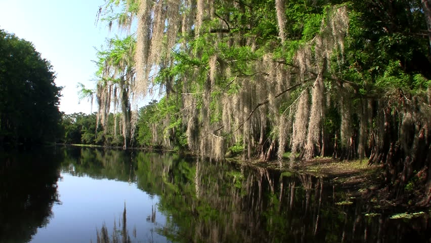 Bayou Swamp 2. Drifting Through A Swampy Bayou In Louisiana Near New ...