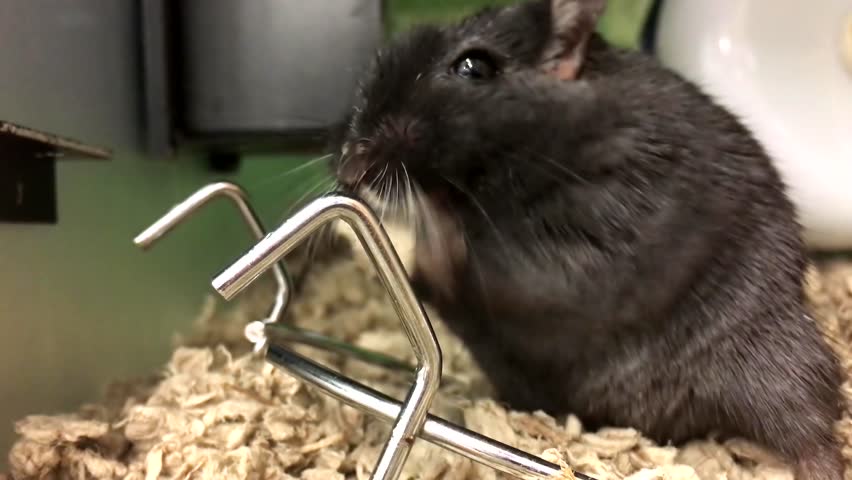 4k00 09funny Mouse Finding Food To Eat Inside Petsmart Store With