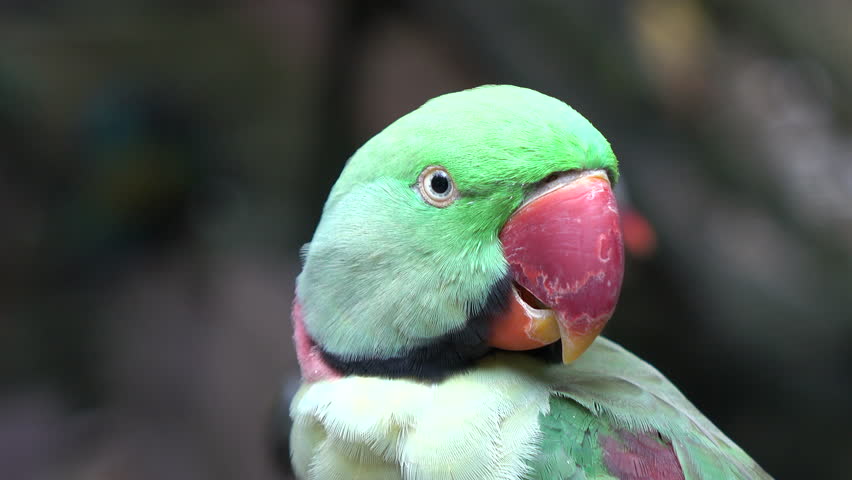 green parrots with red beaks