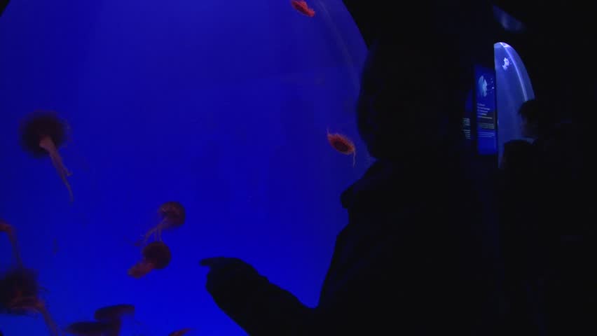 Girl Pointing On Aquarium With Stock Footage Video 100 Royalty Free 16920649 Shutterstock - 