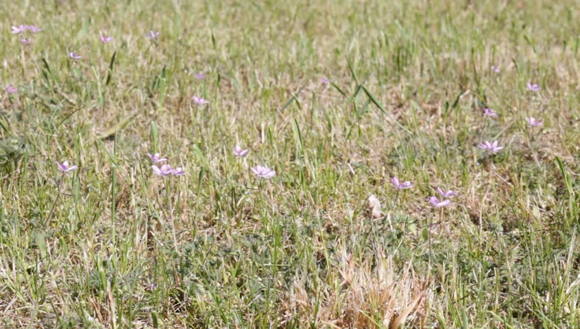 Header of Alfileria