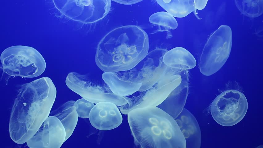 Many Jellyfish in the Water image - Free stock photo - Public Domain ...