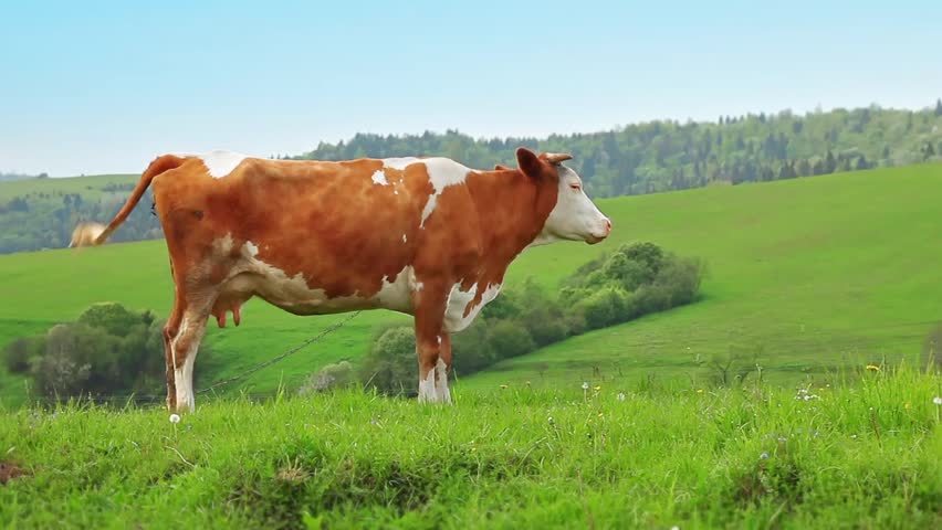 Cows Grazing On Pasture Stock Footage Video 2257870 | Shutterstock