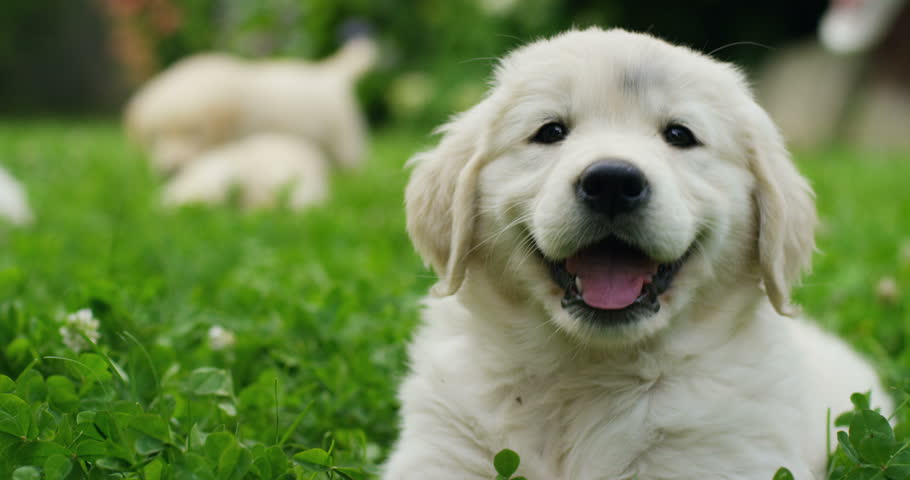 Puppies Of Golden Retriever Playing Stock Footage Video 100