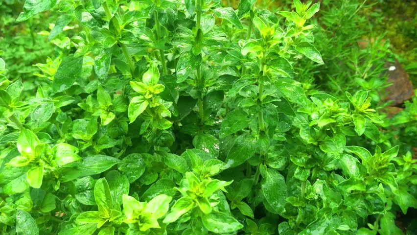 Header of marjoram