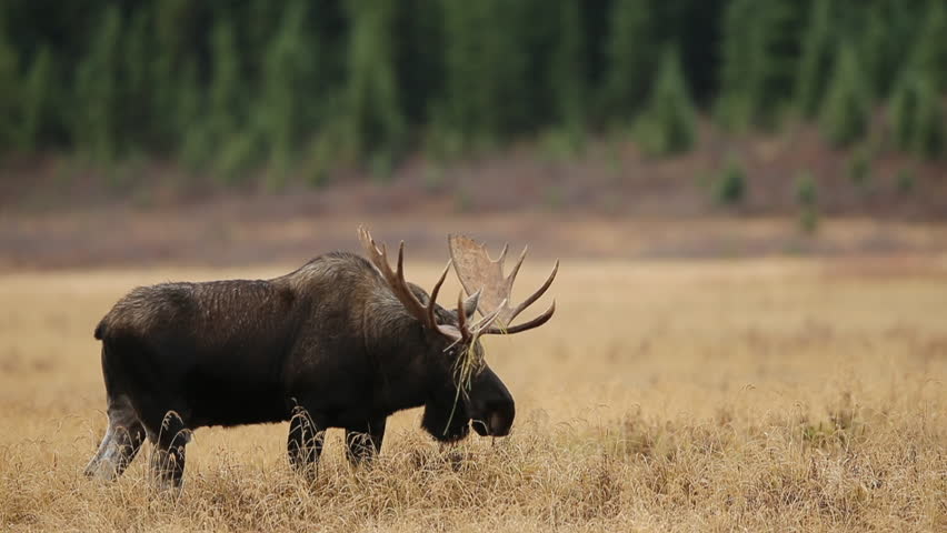 Header of Alces americanus