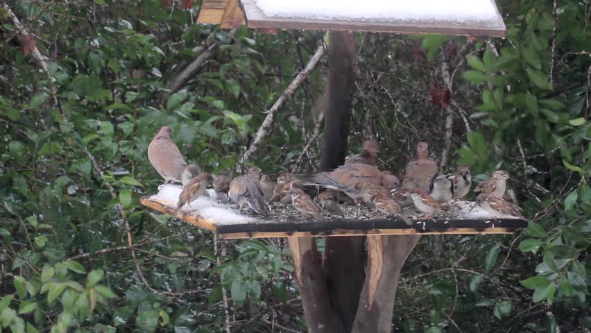 Birds Standing In Bird Table Stock Footage Video 100 Royalty