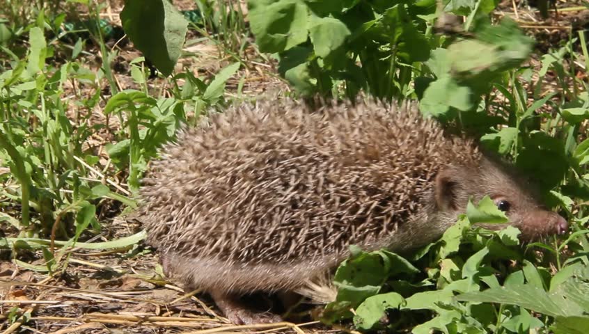 ежик мальчик. фон обитания африканского ежа. продам ёжика. ёж 8ачпчаса парадная рр. ёжик в нижегородской области.