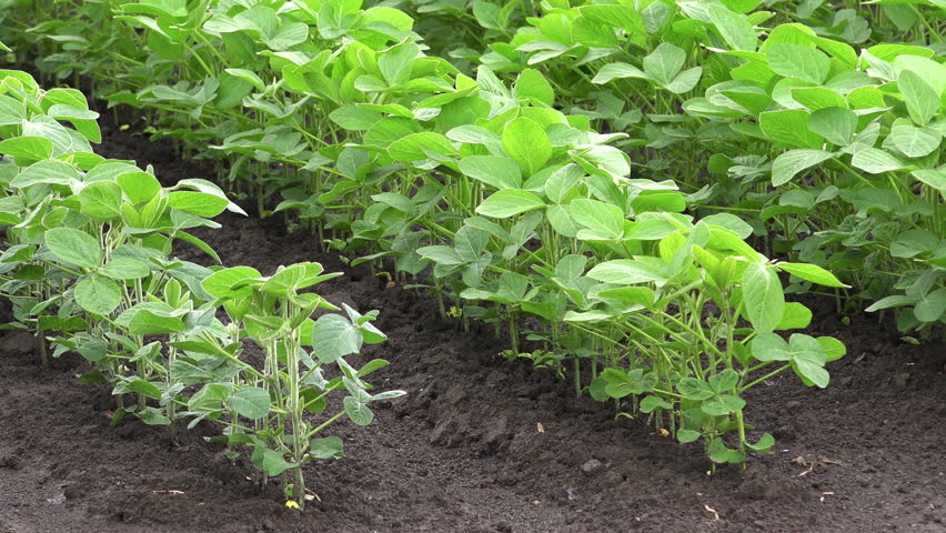 Soybean Field, Salunkwadi, Ambajogai, Beed, Maharashtra India Stock ...