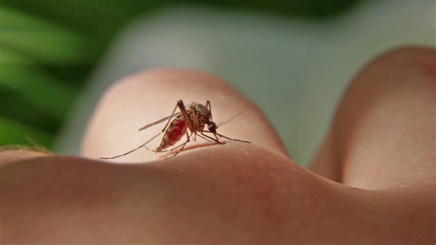 Mosquitos en la tierra de las plantas