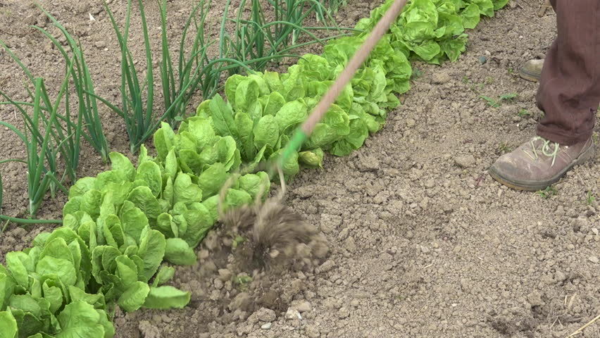 Killing Weeds In Vegetable Garden Before Planting - bearevil