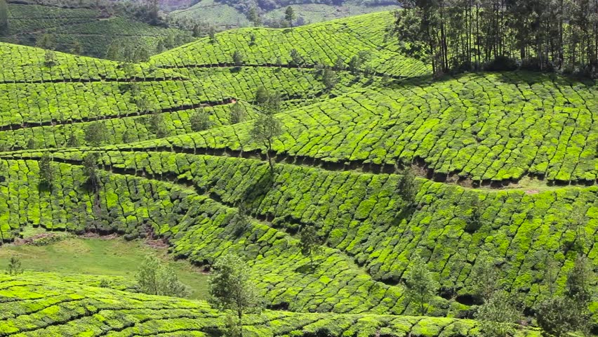 Assam Tea Stock Video Footage - 4K and HD Video Clips | Shutterstock