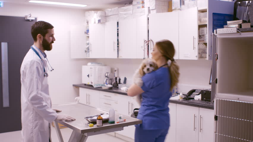 Header of vet