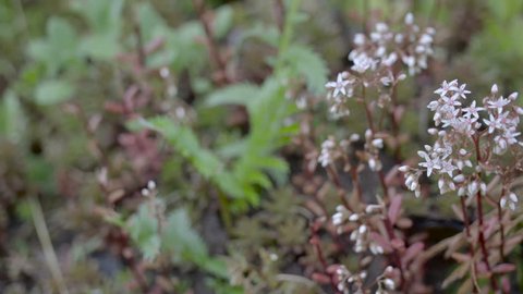 The Small White Flower Plant Stock Footage Video 100 Royalty Free 17935669 Shutterstock