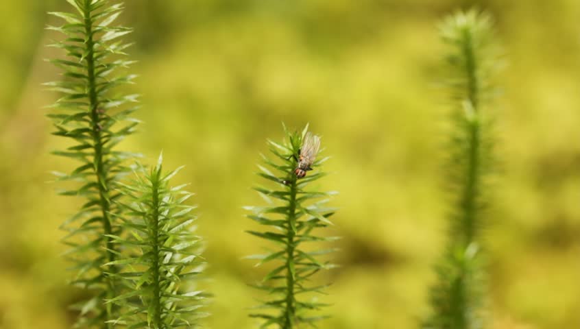 Header of lycopodium
